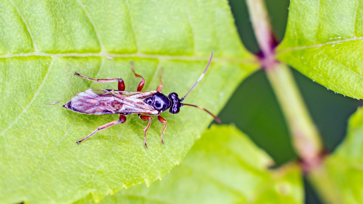 ichneumonid wasp [unidentified]