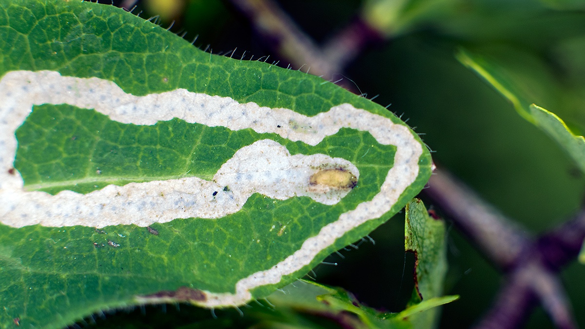 leaf-miner fly [Aulagromyza hendeliana?]