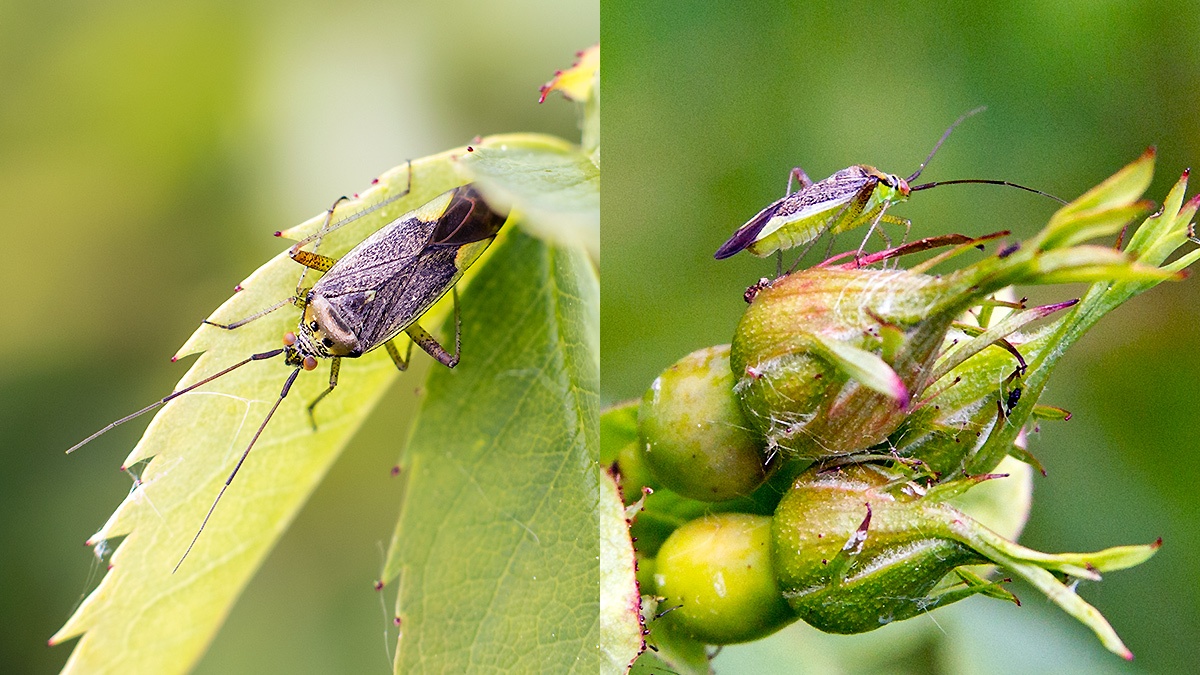 Trivial Plant Bug [Closterotomus trivialis]
