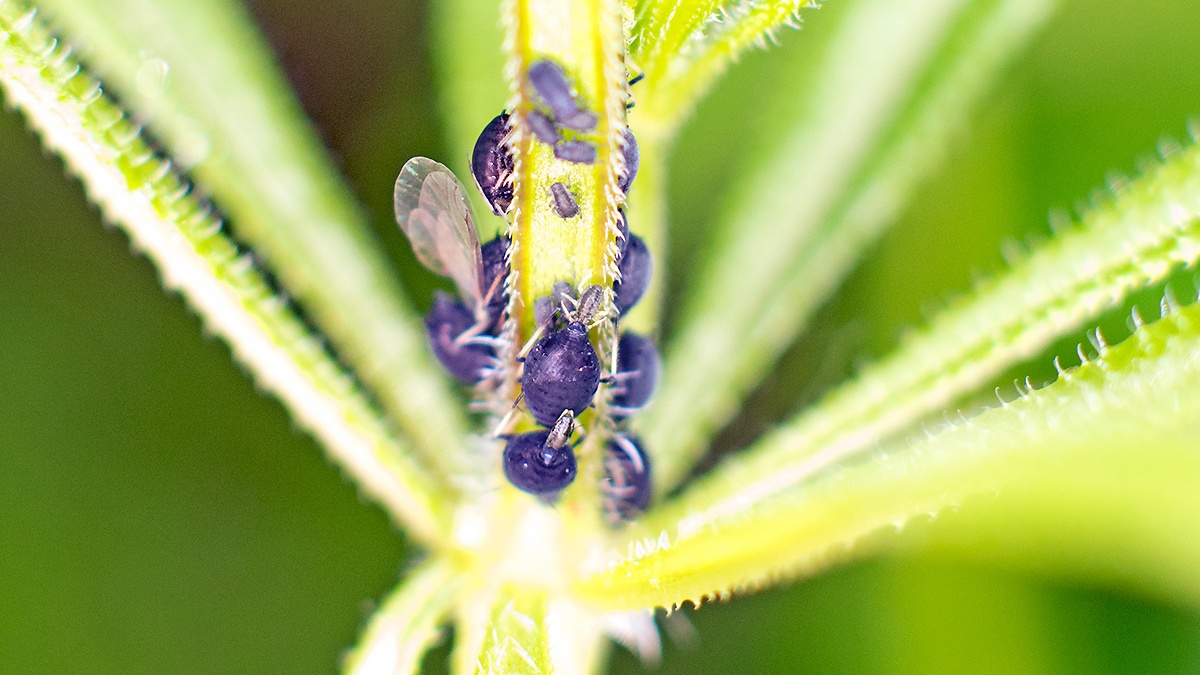 Black Bean Aphid [Aphis fabae]