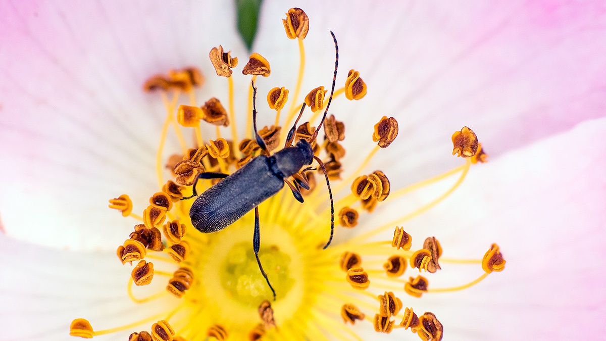Common Grammoptera [Grammoptera ruficornis]