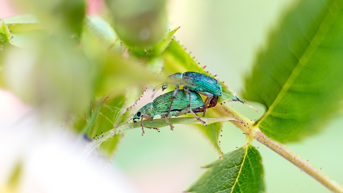 Green Immigrant Leaf Weevil [Polydrusus formosus]