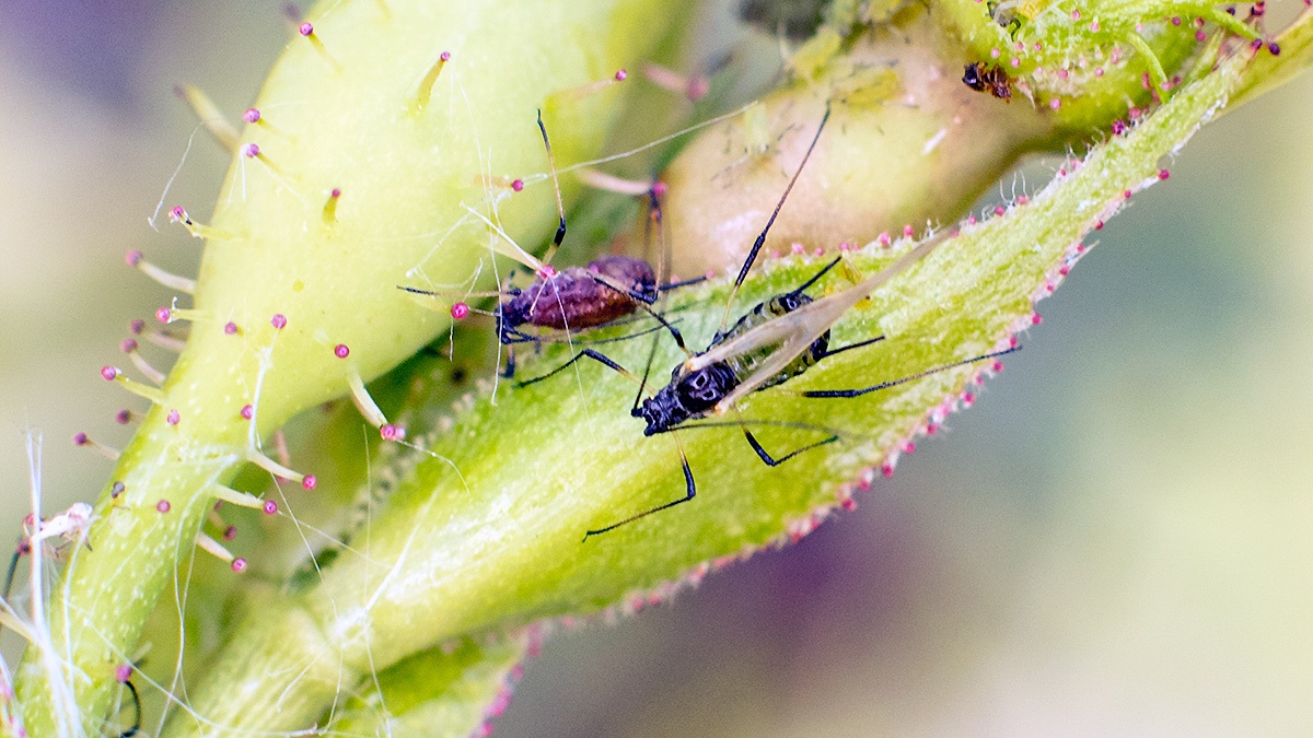 Rose Aphid [Macrosiphum rosae]