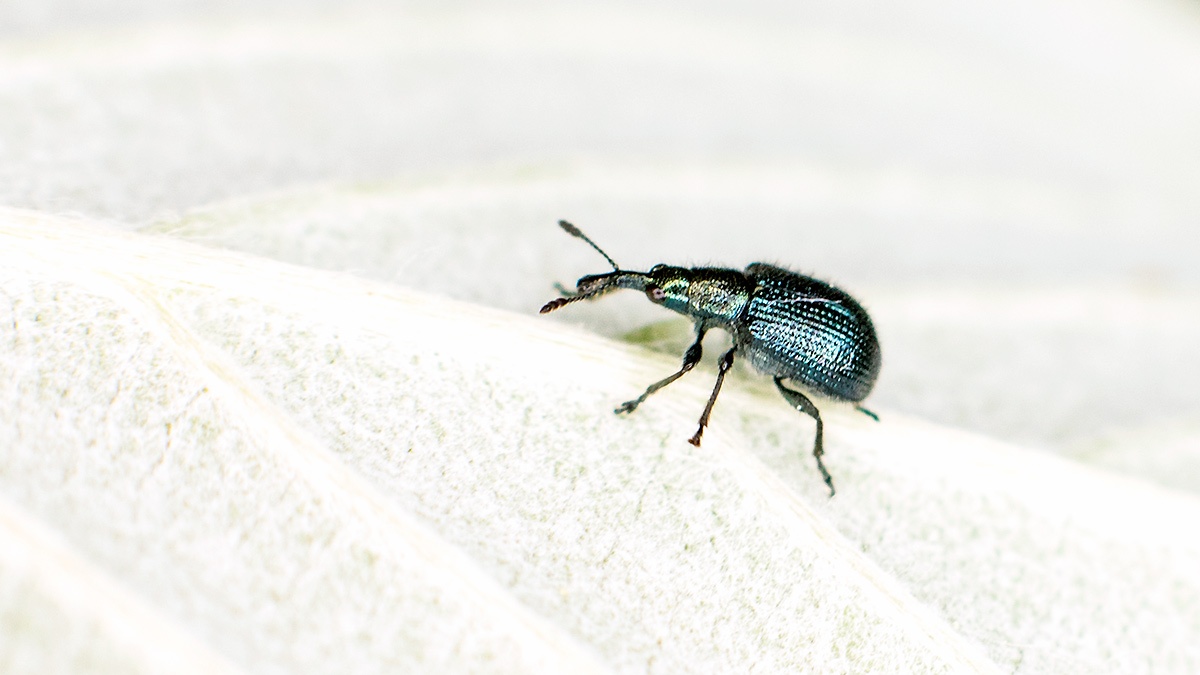 Strawberry Rhynchites [Neocoenorrhinus germanicus]