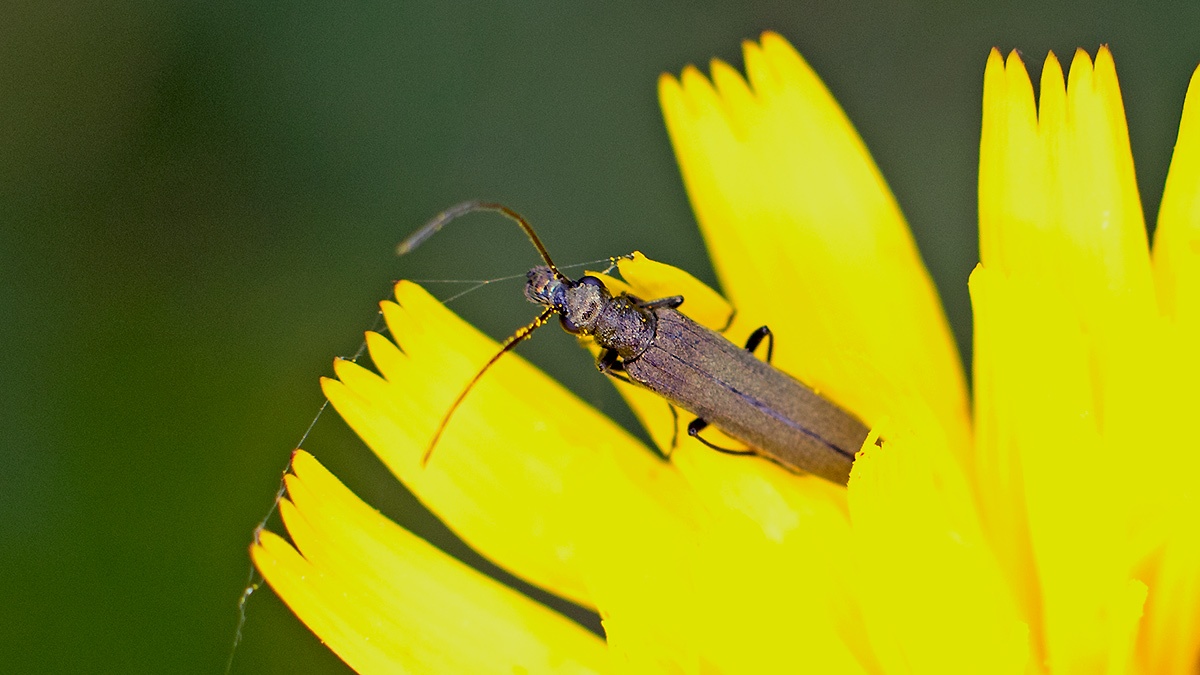false blister beetle [Oedemera lurida]