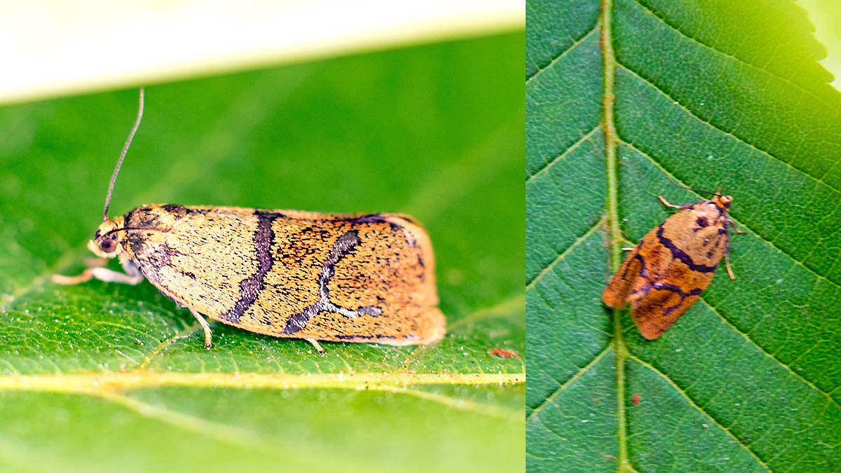 Brindled Tortrix [Ptycholoma lecheana]