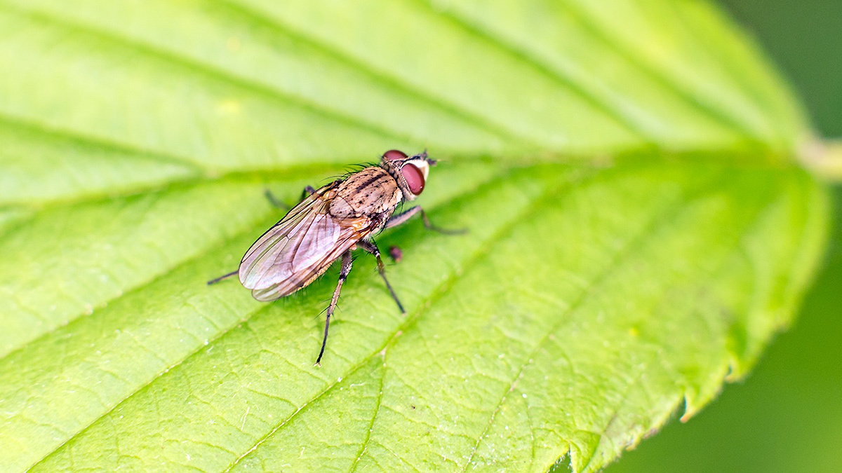 root maggot fly [Anthomyiidae sp.]