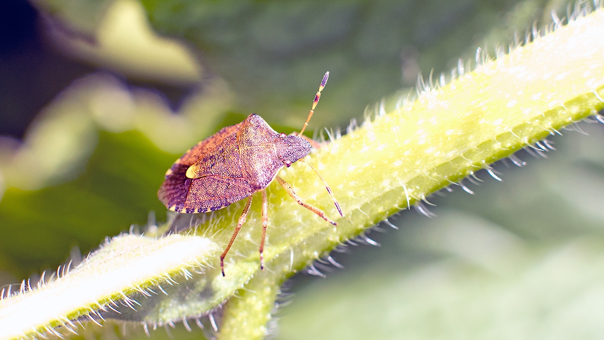 Vernal Shieldbug [Peribalus strictus]