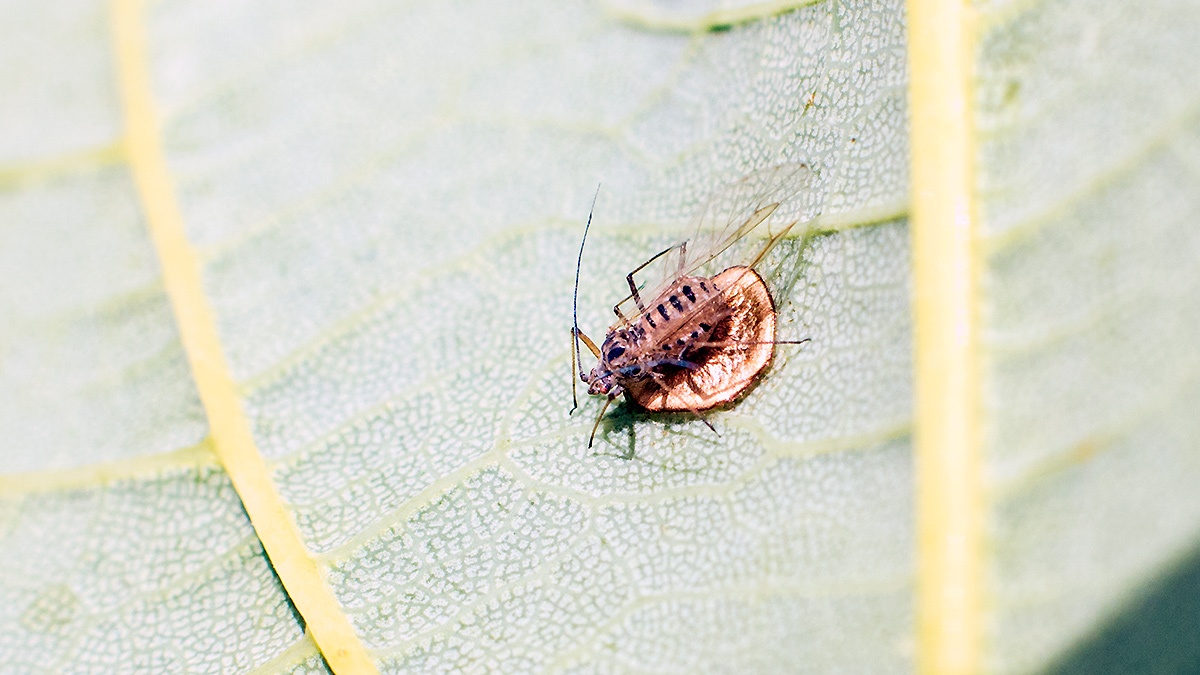 Sycamore Aphid Parasitoid Wasp [Dyscritulus planiceps]