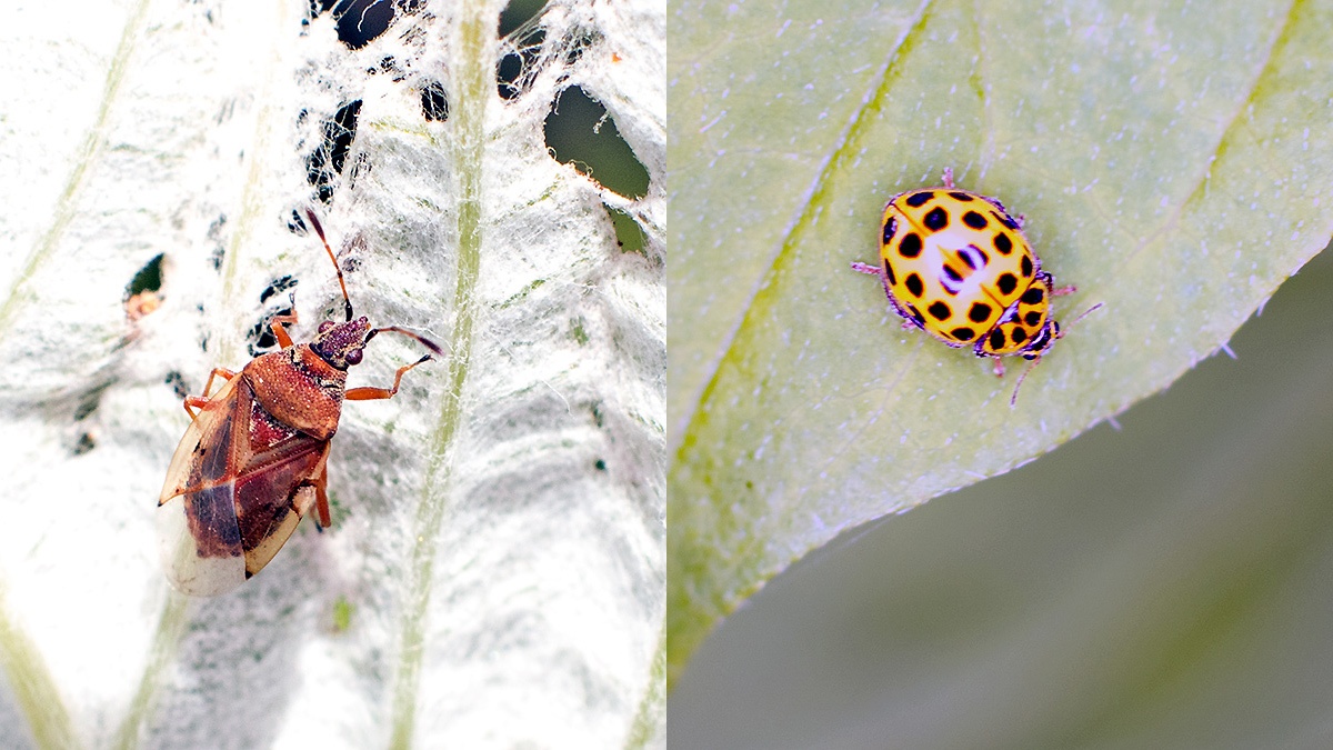 Birch Catkin Bug [Kleidocerys resedae] and 22-spot ladybird [Psyllobora vigintiduopunctata]