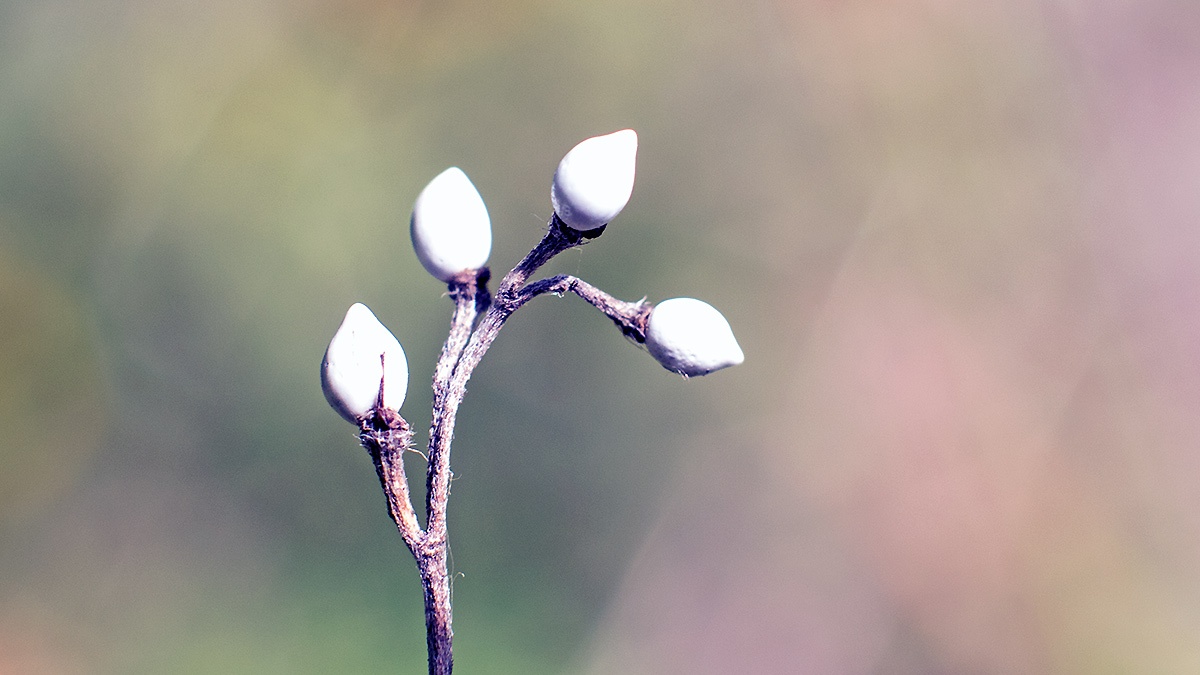 Common Gromwell [Lithospermum officinale]