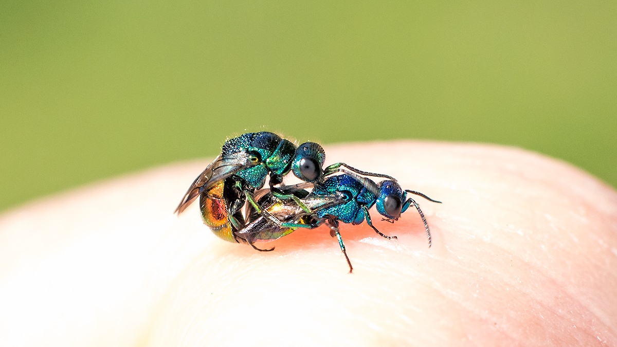 ruby-tailed wasp [Pseudomalus auratus?]