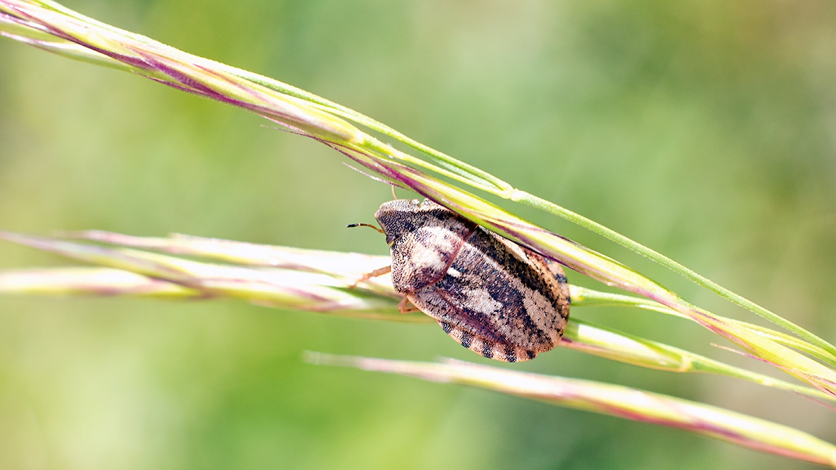 Tortoise Bug [Eurygaster testudinaria]
