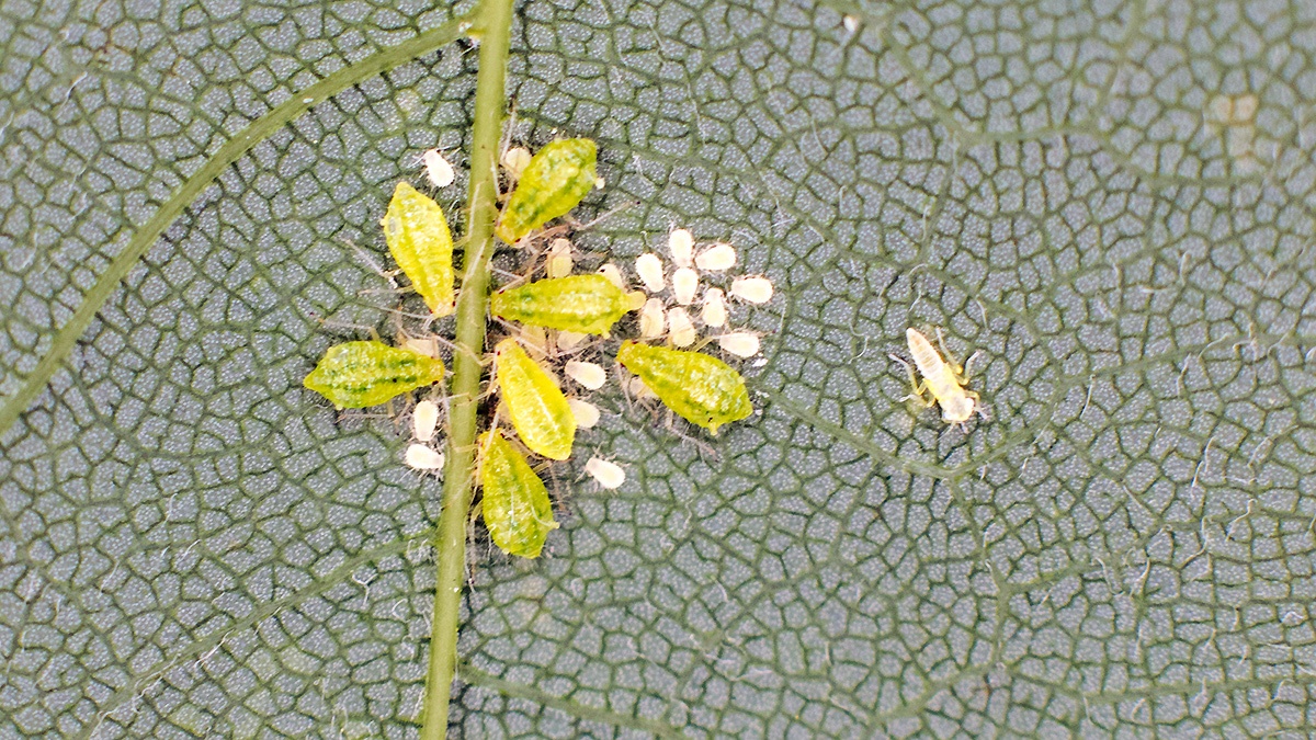 Sycamore Periphyllus Aphid [Periphyllus acericola]
