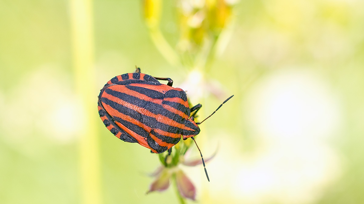 Striped Shieldbug [Graphosoma lineatum]