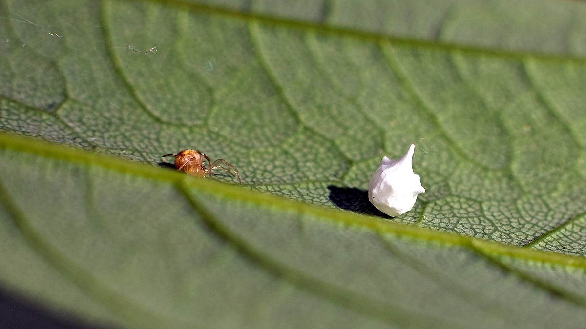 Sputnik Spider [Paidiscura pallens]