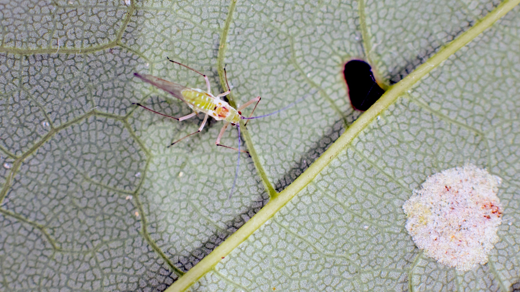Common Sycamore Aphid [Drepanosiphum platanoidis]