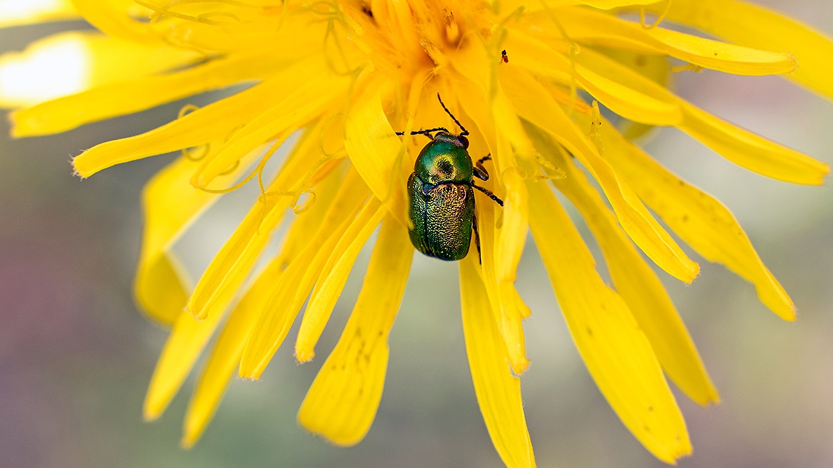 Small Green Pot Beetle [Cryptocephalus hypochaeridis]