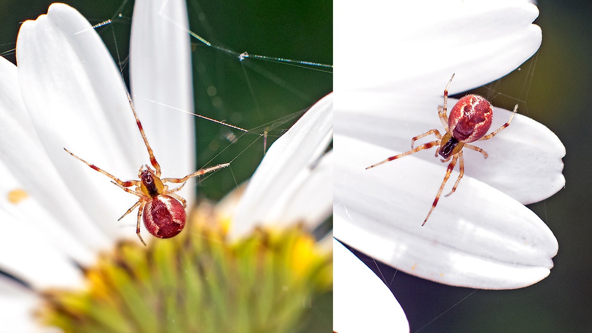Banded Comb-footed Spider [Anelosimus vittatus]