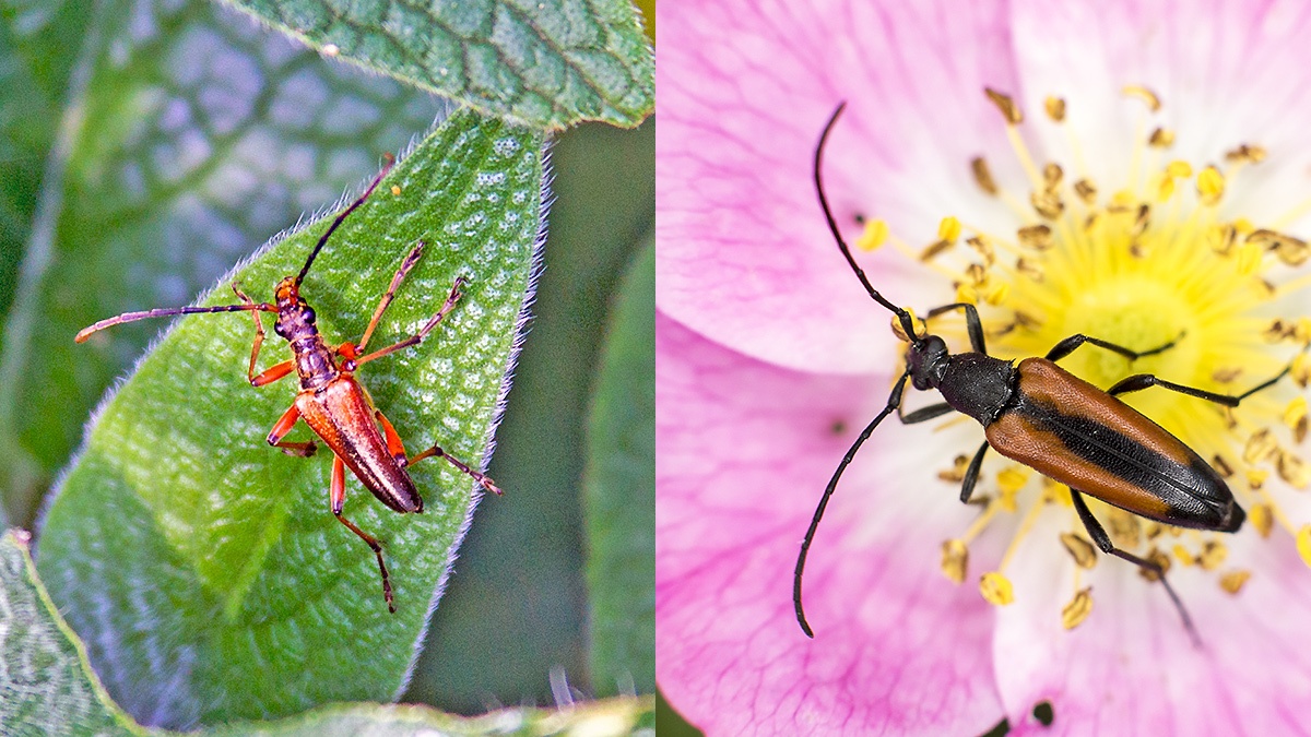 2 beetles