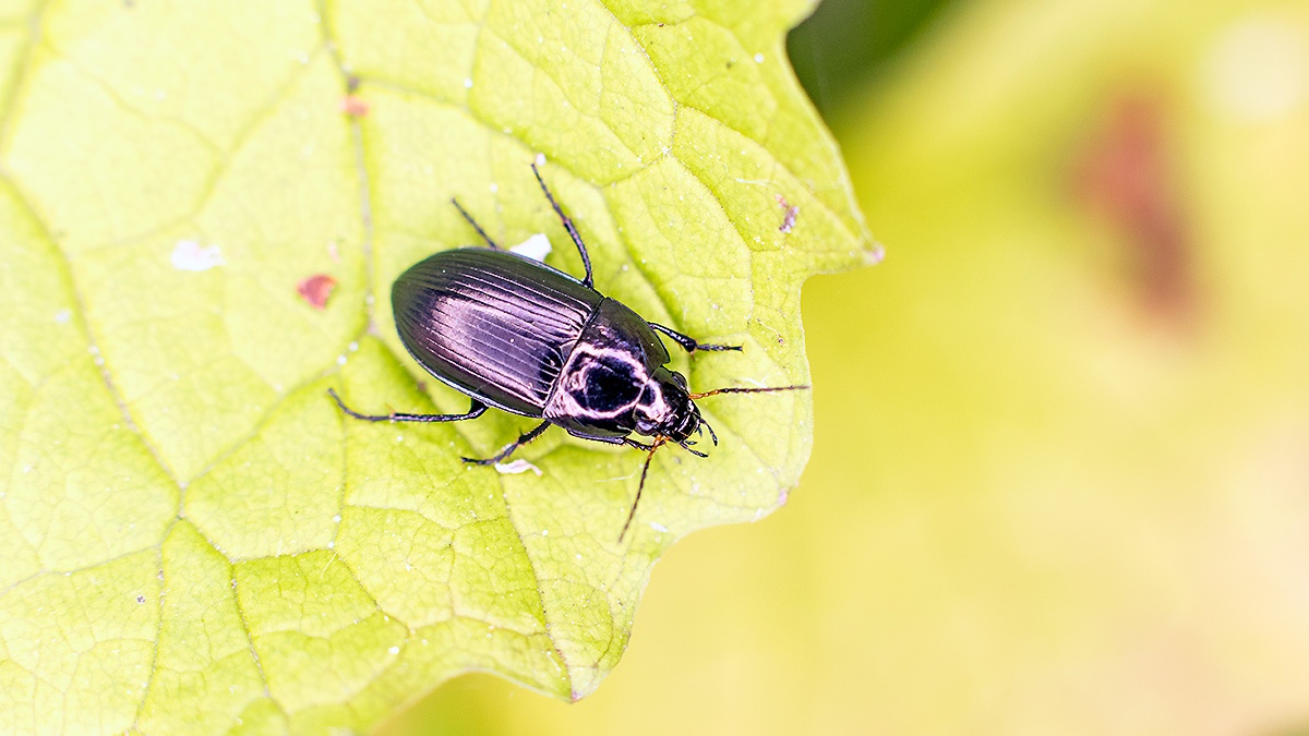Common Sun Beetle [Amara aenea]