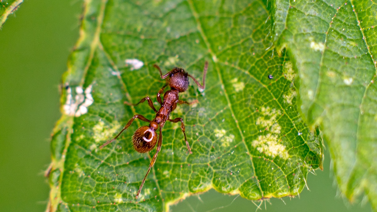 Common Red Ant [Myrmica rubra]
