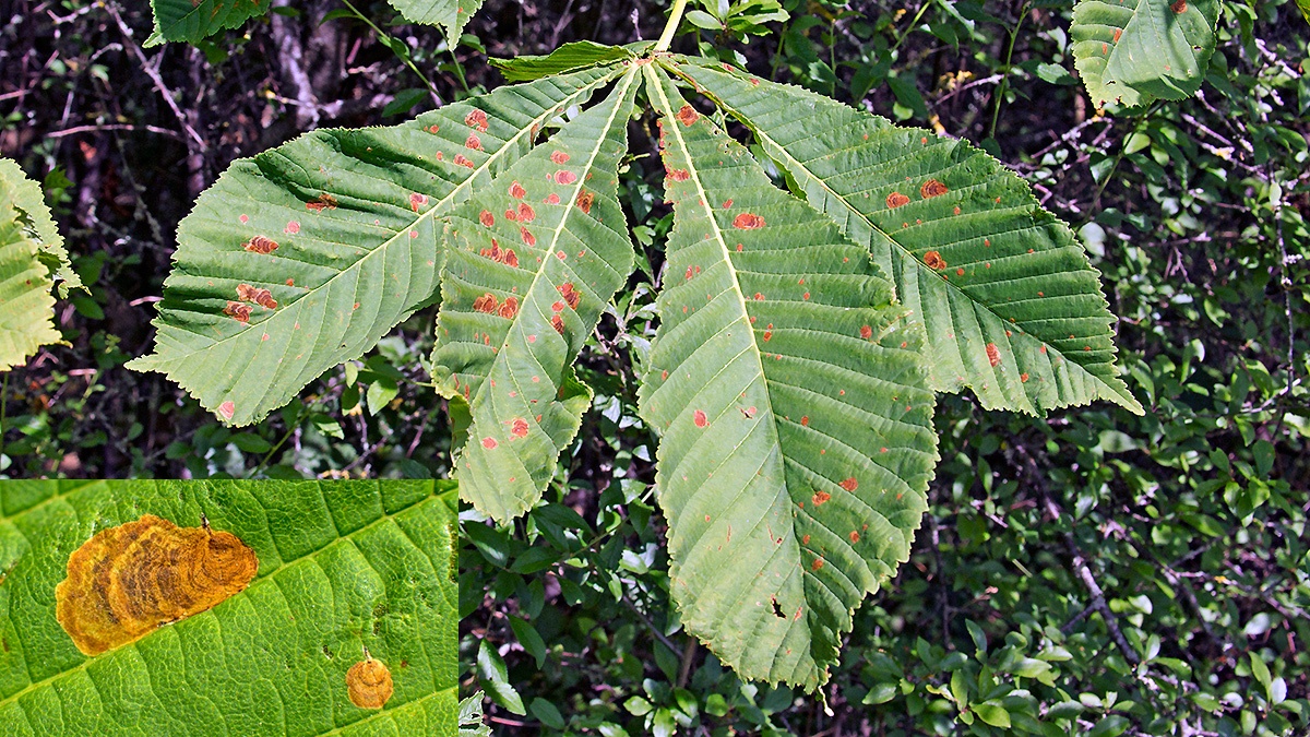 Horse-chestnut Leaf Miner [Cameraria ohridella]