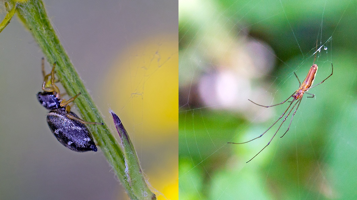 2 spiders