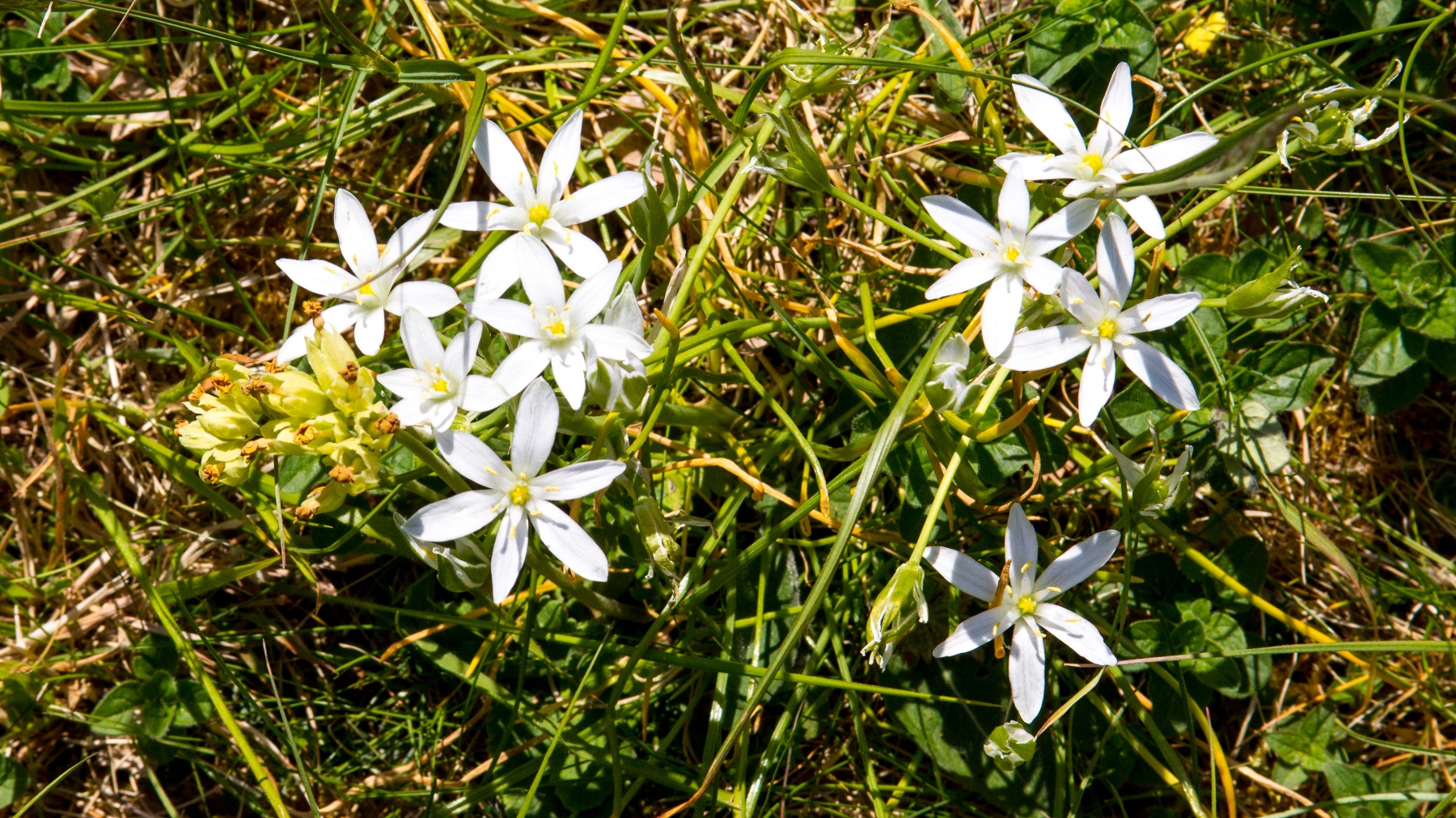 Star-of-Bethlehem [Ornithogalum umbellatum]
