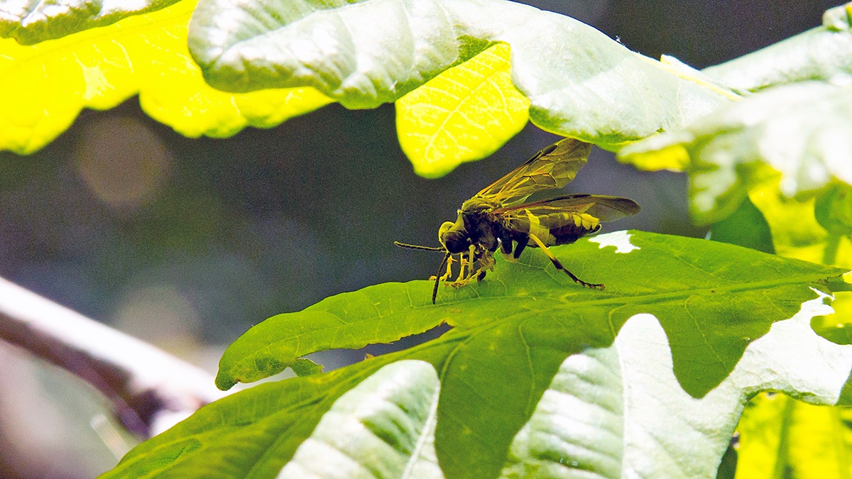 Wayward Sawfly [Tenthredo temula]