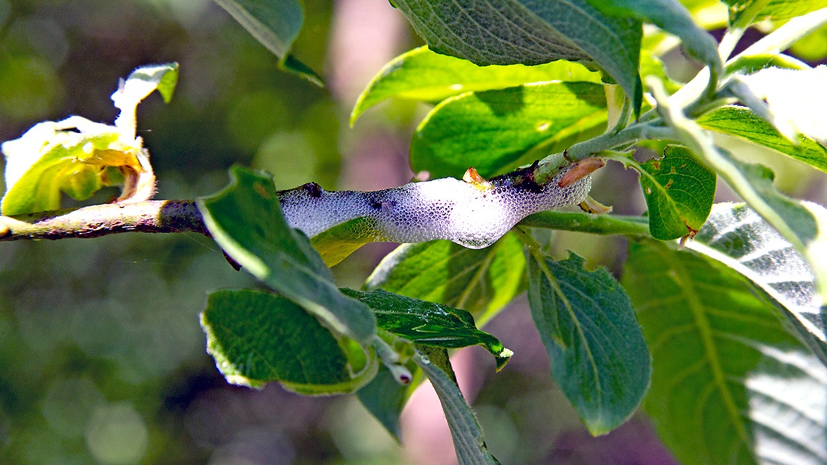 ‘Cuckoo spit’ on Common Hazel twig
