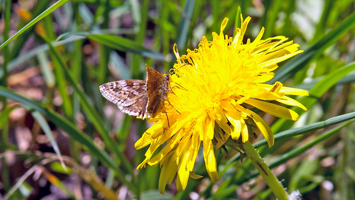 Dingy Skipper [Erynnis tages]