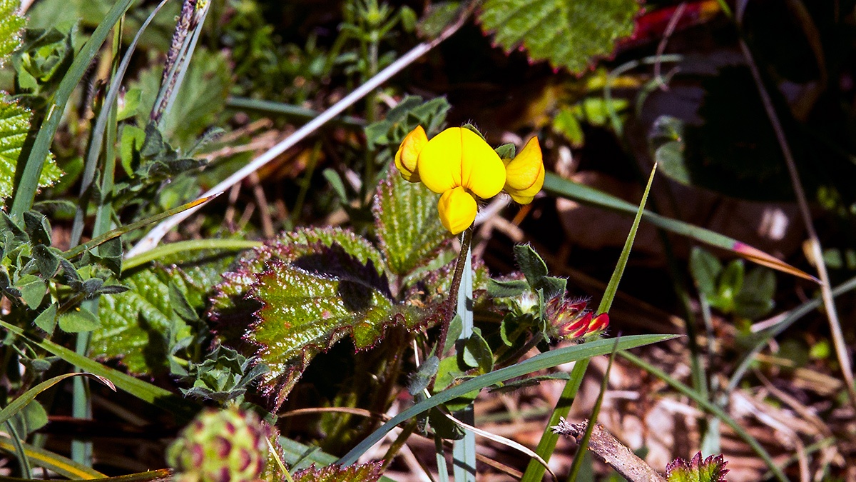 Bird's-foot Trefoil [Lotus corniculatus]