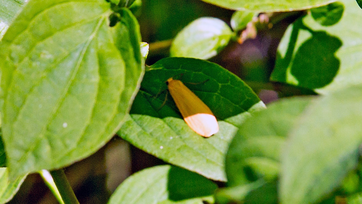 Orange Footman [Wittia sororcula]