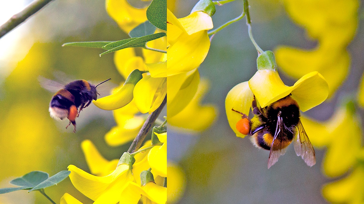 Buff-tailed Bumblebee [Bombus terrestris]