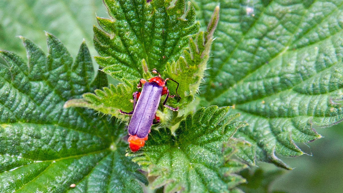 soldier beetle [Cantharis flavilabris]