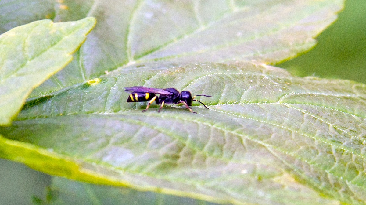 Common Ectemnius [Ectemnius continuus]