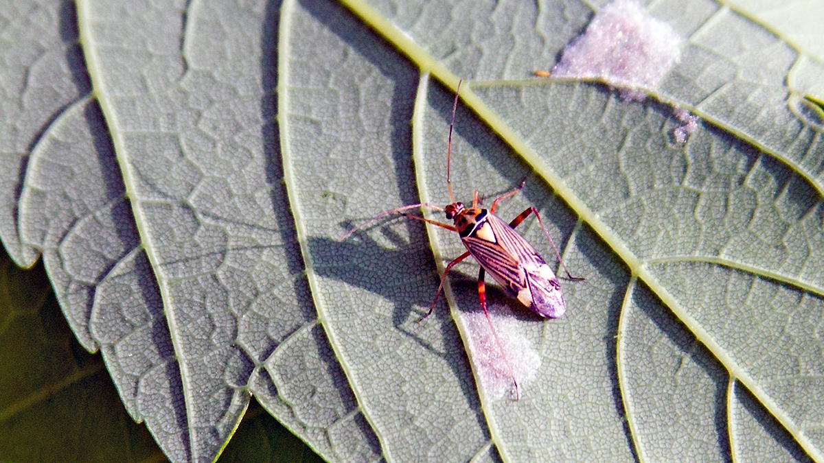 Striped Oak Bug [Rhabdomiris striatellus]