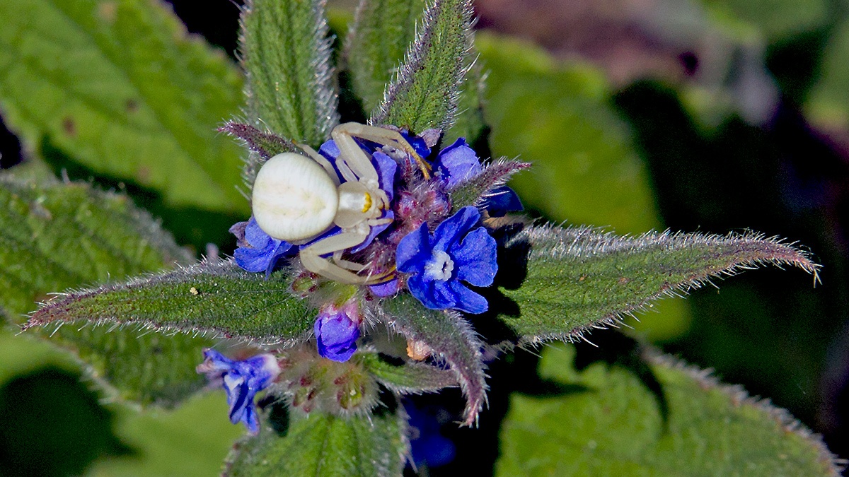 Flower Crab Spider [Misumena vatia]