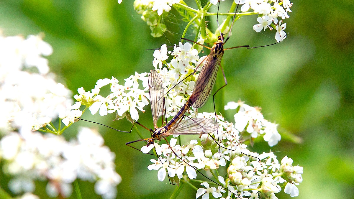 Spotted Cranefly [Nephrotoma appendiculata]