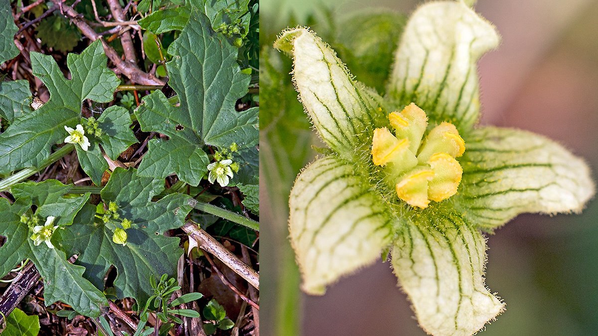 White Bryony [Bryonia dioica]