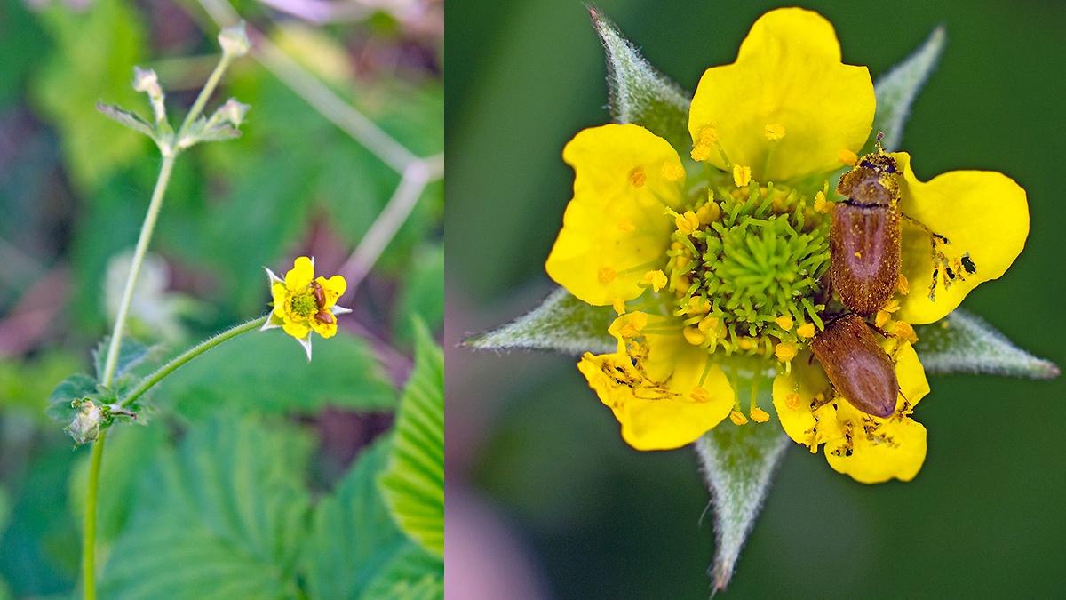 Wood Avens [Geum urbanum]