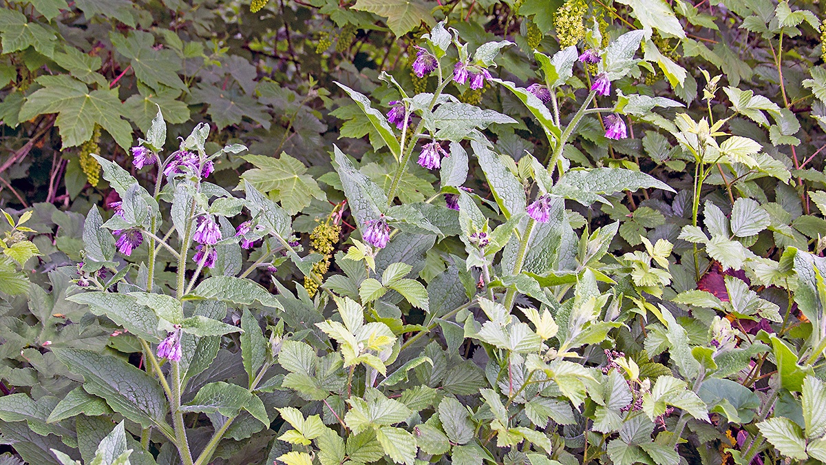 Common Comfrey [Symphytum officinale]