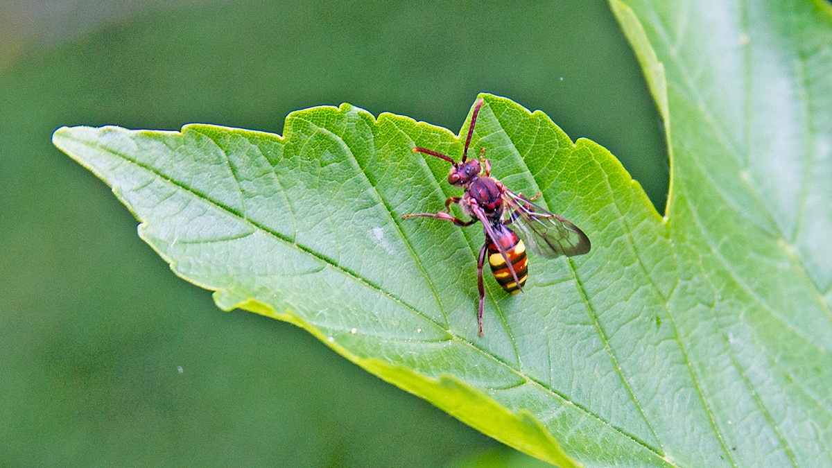 Common Bee Wasp [Nomada ruficornis?]