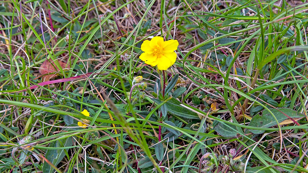 Common Rock-rose [Helianthemum nummularium]