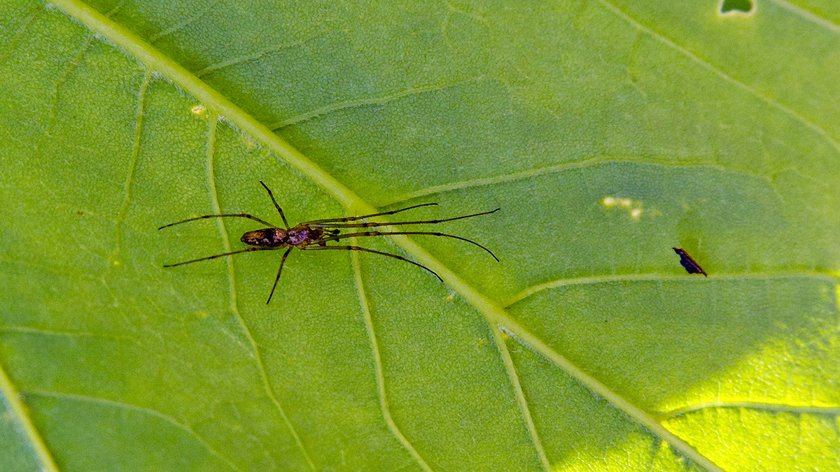 long-jawed orb-weaver spider [Tetragnatha sp.]