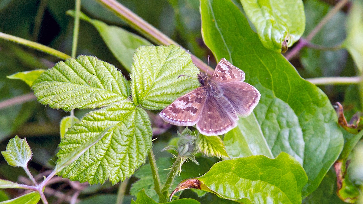 Dingy Skipper [Erynnis tages]