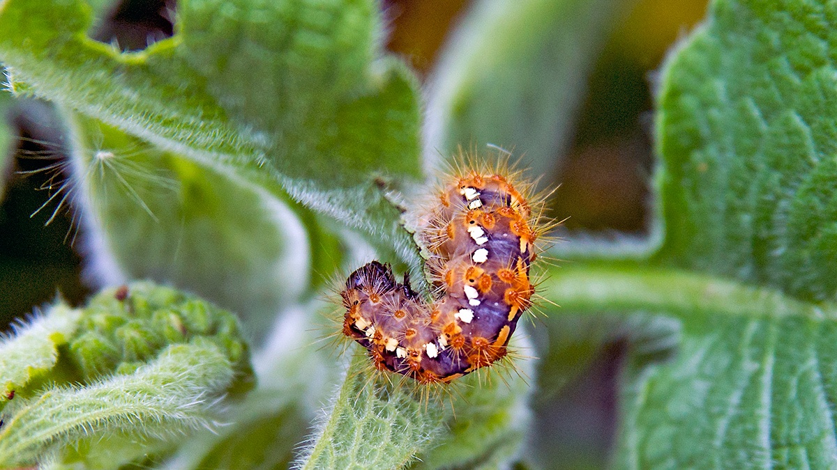 Jersey Tiger Moth [Euplagia quadripunctaria]