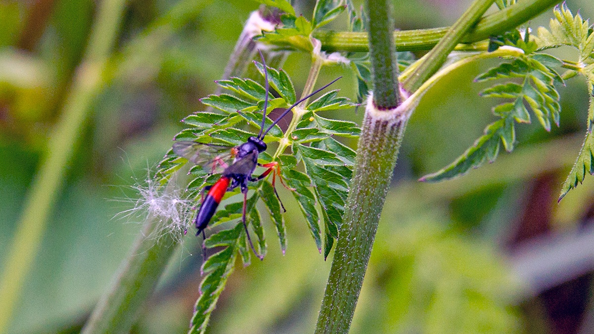 ichneumon wasp [Dusona bicoloripes]