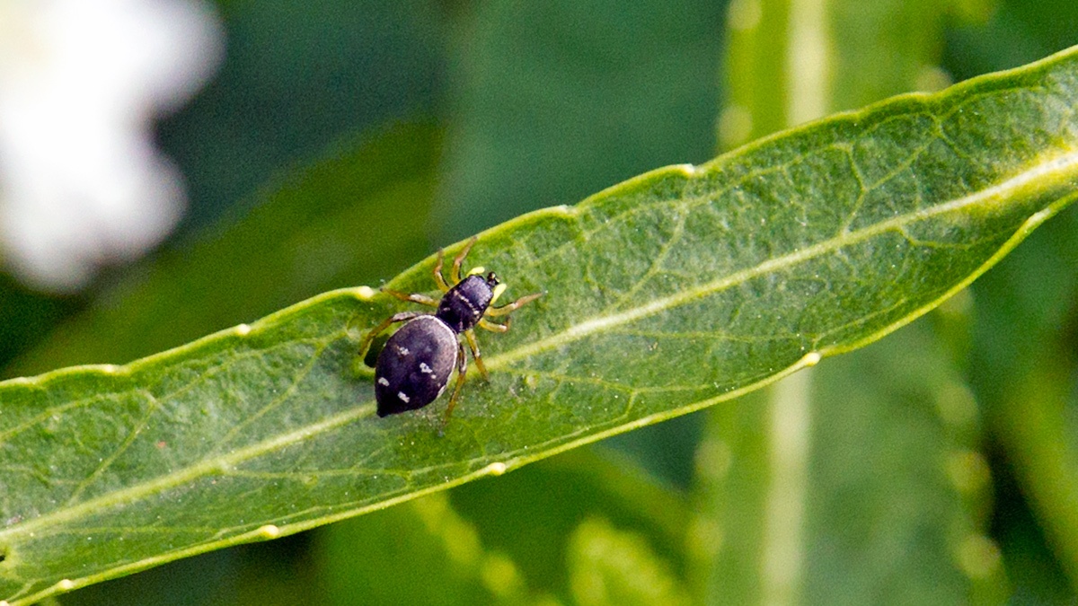 Common Sun-jumper [Heliophanus flavipes]